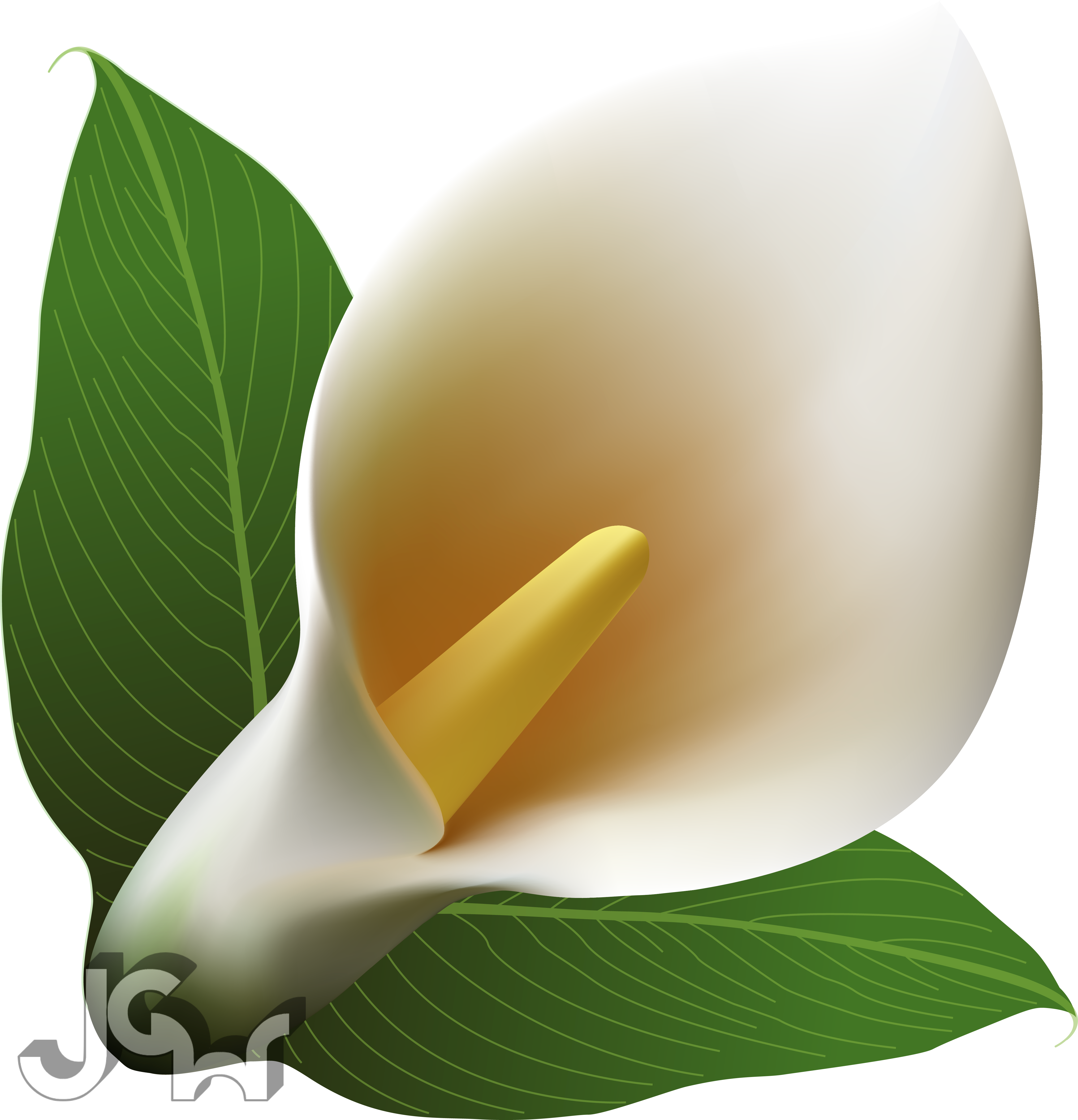 Calla Lily - Arum-lily (4562x4741)