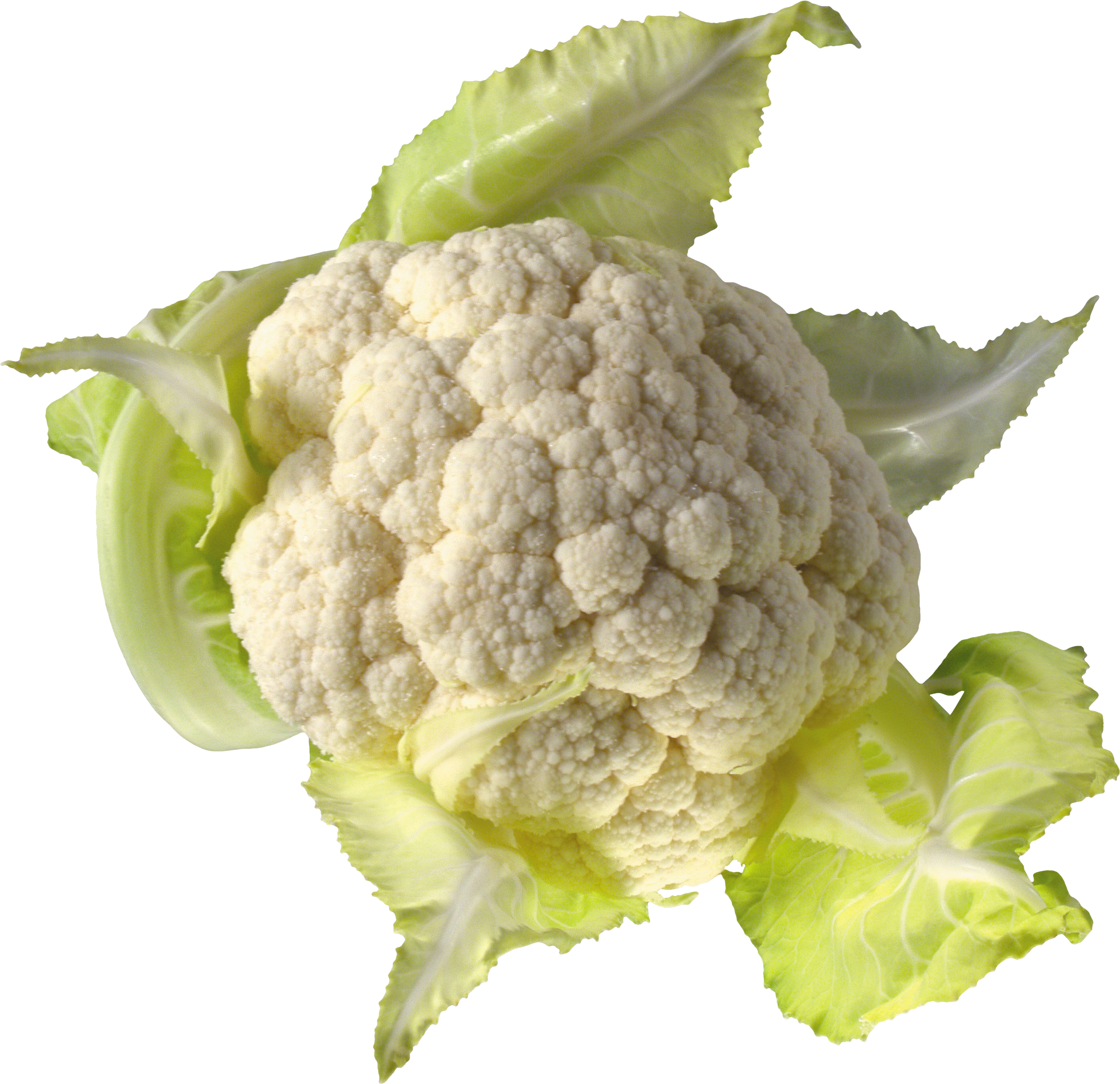 Cauliflower (3034x2937)