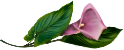 Tea Plant (562x387)