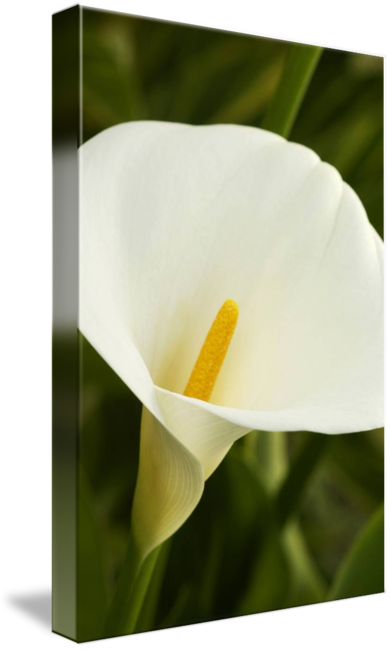 Arum (390x650)