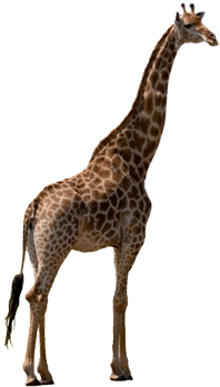 Giraffe - Stock Photography (445x355)