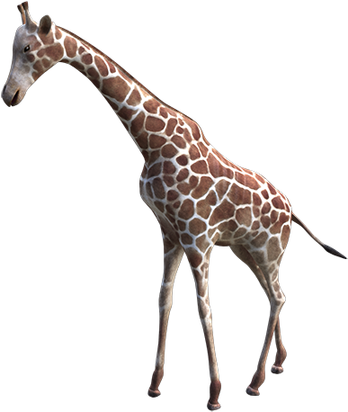 Zoo (500x500)