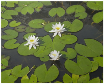 Pond (400x400)