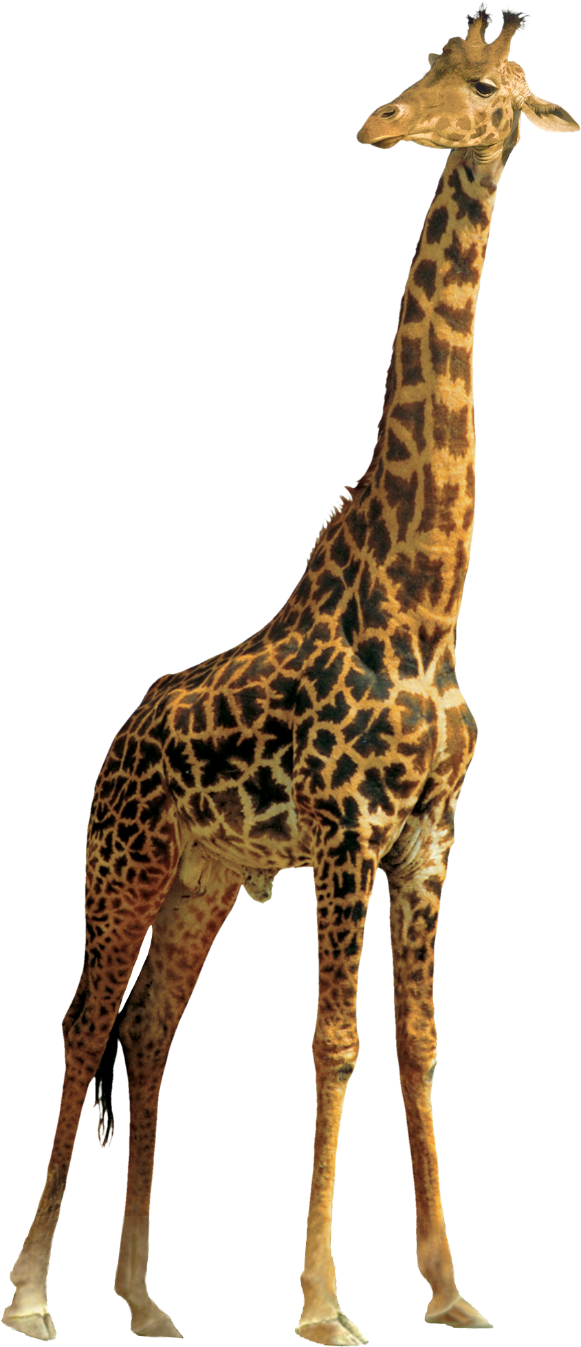 Giraffe Png (1000x2155)