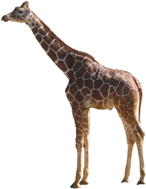 Giraffe - Giraffe Png (400x400)