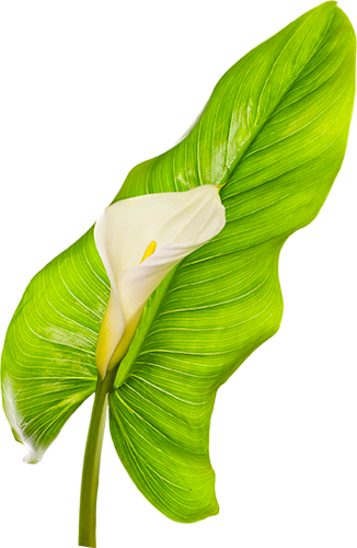 Flower (326x500)