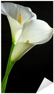 Arum (400x400)