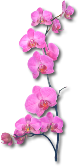 Sawasdee Thai Spa - Orchid Decorative Plaques By Epic Graffiti - Orchid (268x552)