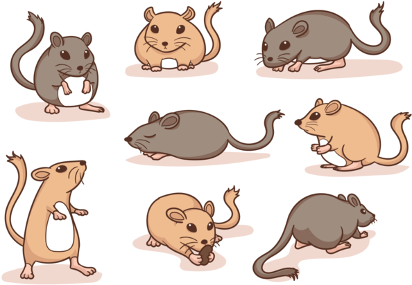 Gerbil Cartoon Vector - Cartoon Gerbil Transparent Background (700x490)
