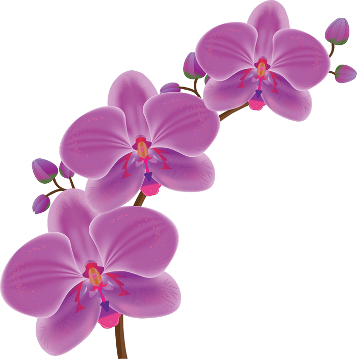 Orchid Drawing (700x705)