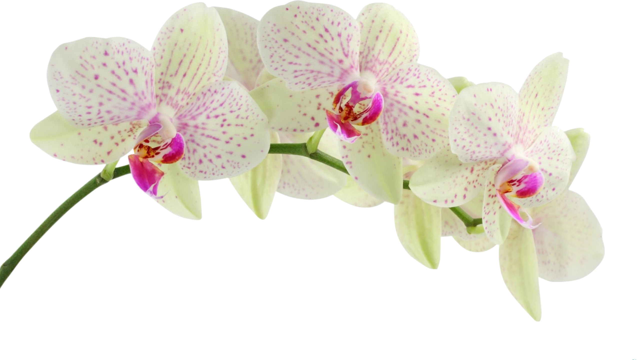   Orchid Transparent Frame Png (2547x1442)