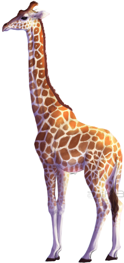 Giraffe Png - Giraffe Transparent Background (730x1095)