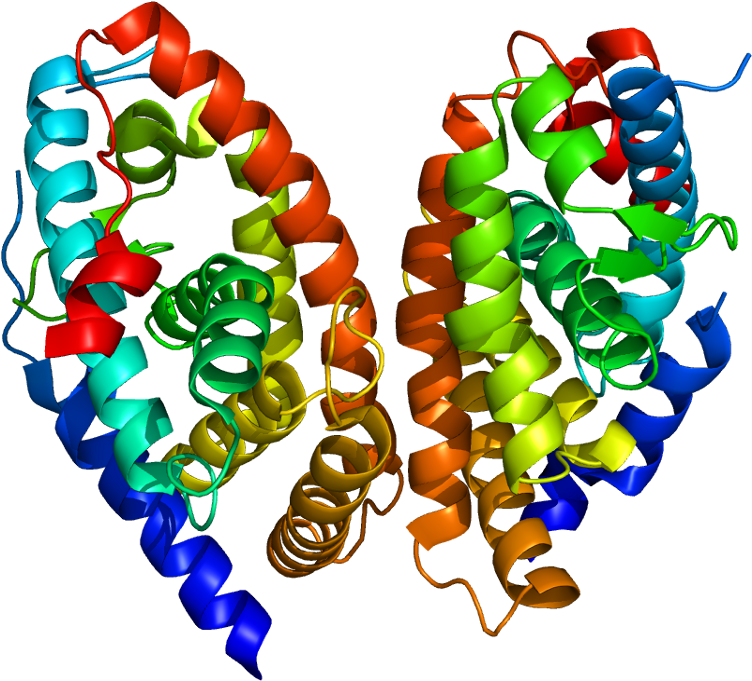 Hemoglobin Protein (801x730)