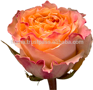 Garden Roses (382x379)