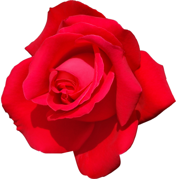 Rose - Rose Psd (589x600)