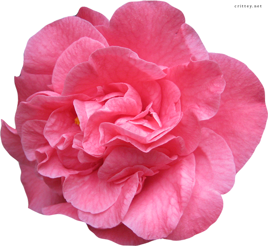 Real Flower Vector Png (545x502)