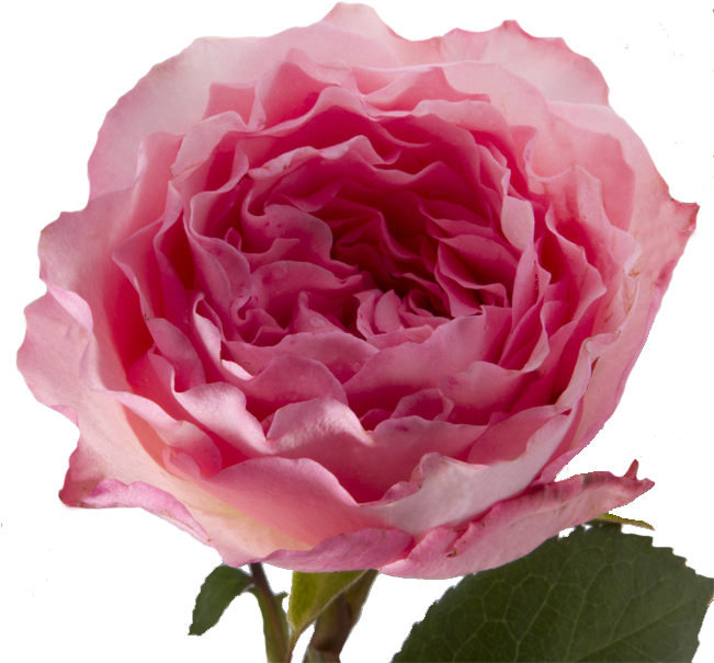 Floribunda (650x618)