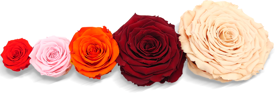 Choose Your Size - Rose Size Comparison (923x314)