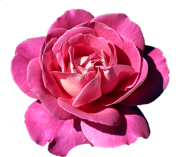 Pink Rose Clipart - Фоторамки Для Фотошопа (600x520)