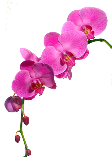 Orchidée Rose (360x504)