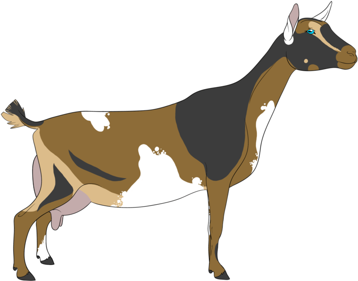 Brucellosis Free Per Usda - Goat (800x747)