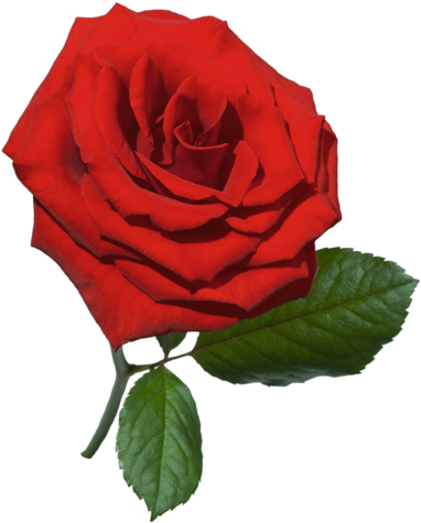 Red Rose - Rose Psd (416x500)