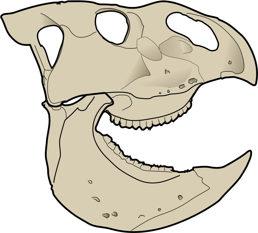Udanoceratops Skull (1200x1027)