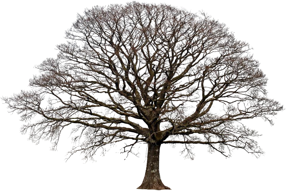 Deciduous Tree In Winter (1000x711)