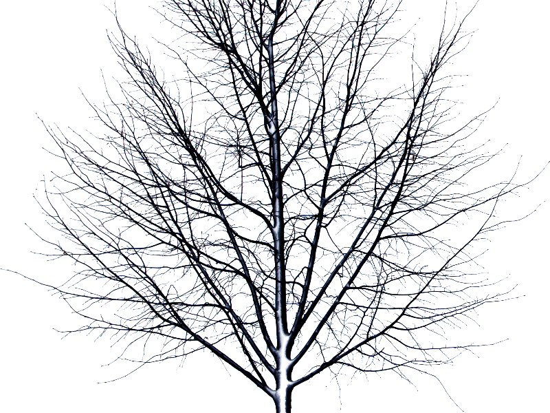 Dead Tree Isolated Object Png - Dead Tree Transparent Background (800x600)