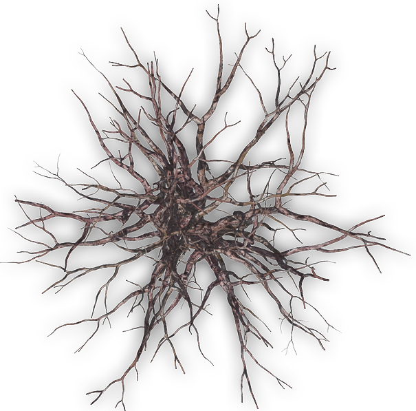 Abe Hugedeadtree - Zip - Winter Tree Png Plan (605x597)