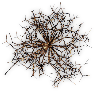 More Dead Trees - Circle (379x337)