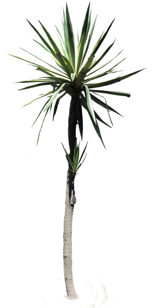 Png Desert (628x1271)