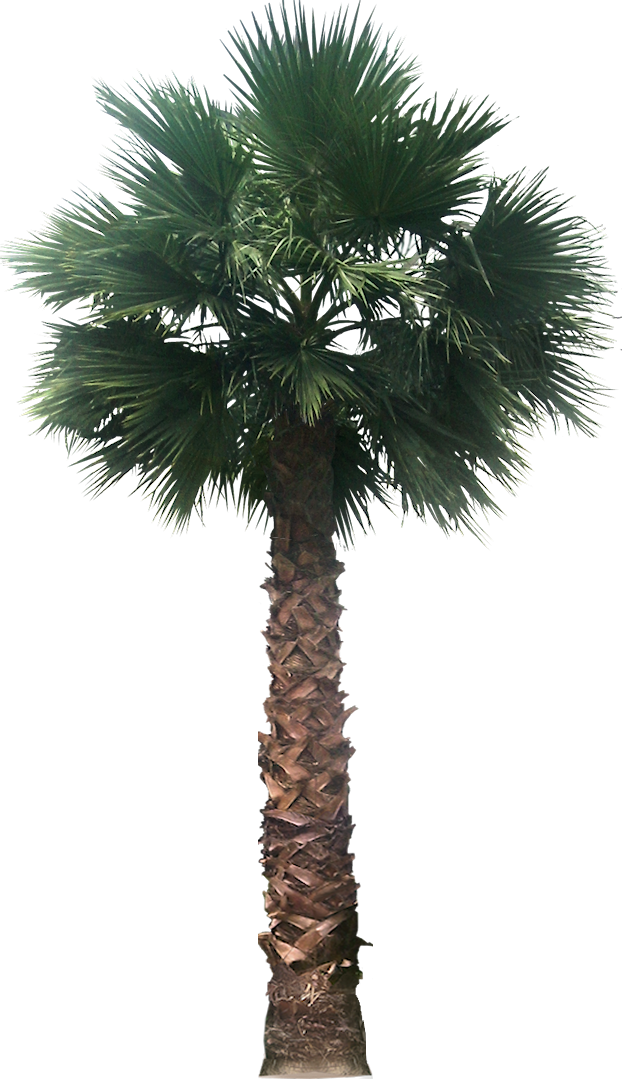 Transparent Background Palm Tree Png (622x1083)