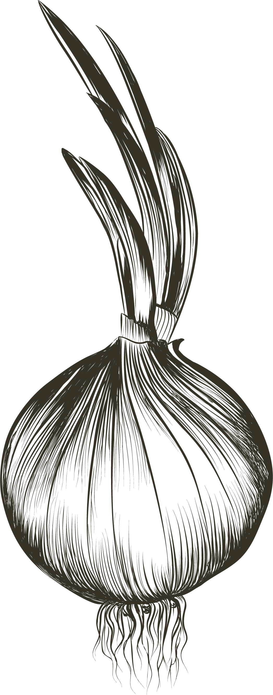 Drawing Euclidean Vector - Drawing Euclidean Vector (1047x2661)