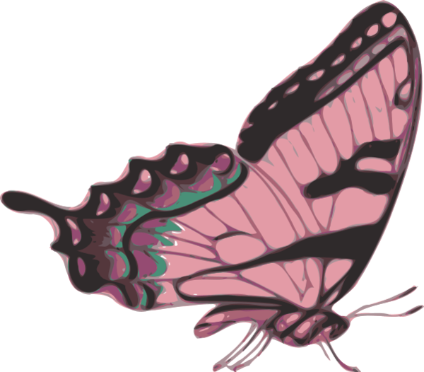   Purple Butterfly Side View (600x526)