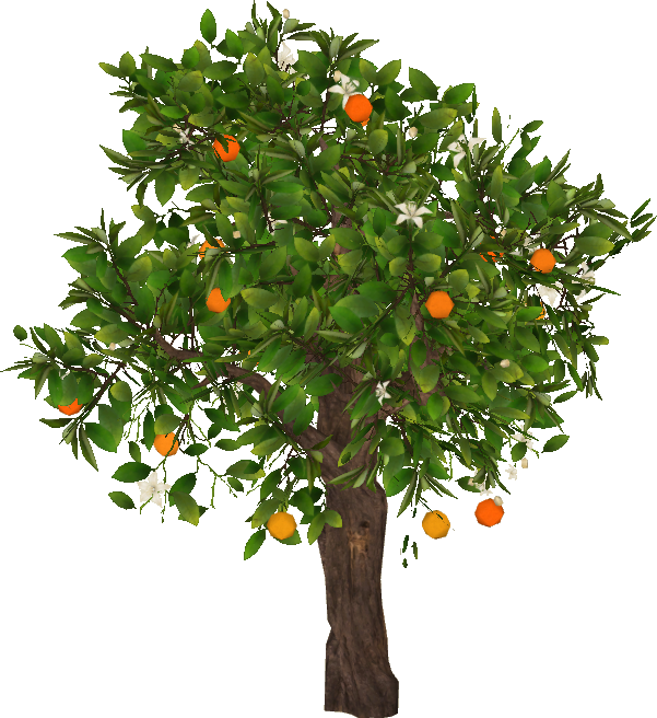 Orange Tree - Parvovirus (601x656)