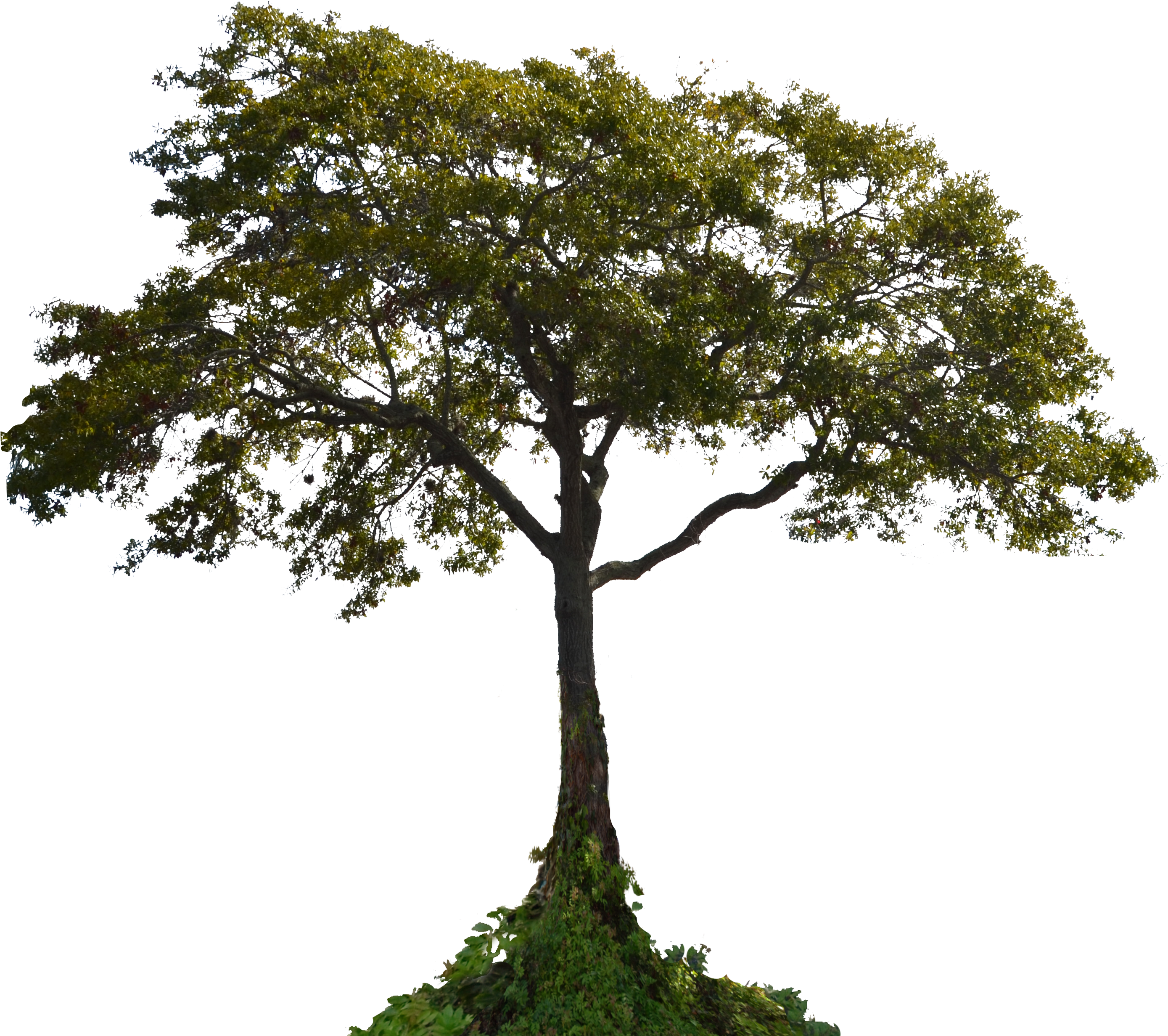 Tree No Background - Tree Png (3480x2704)