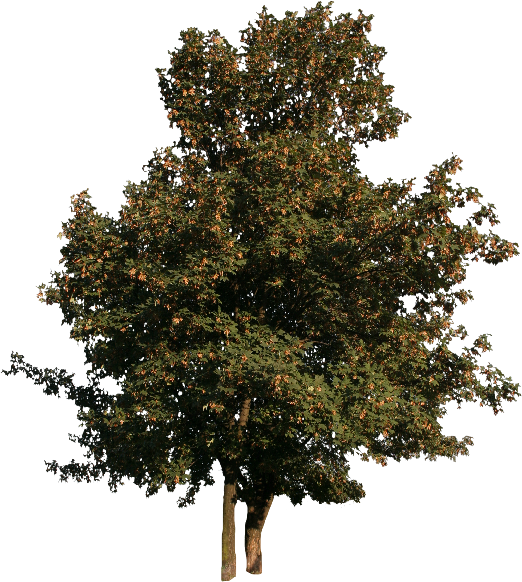 2d Trees - Tree (2304x2647)