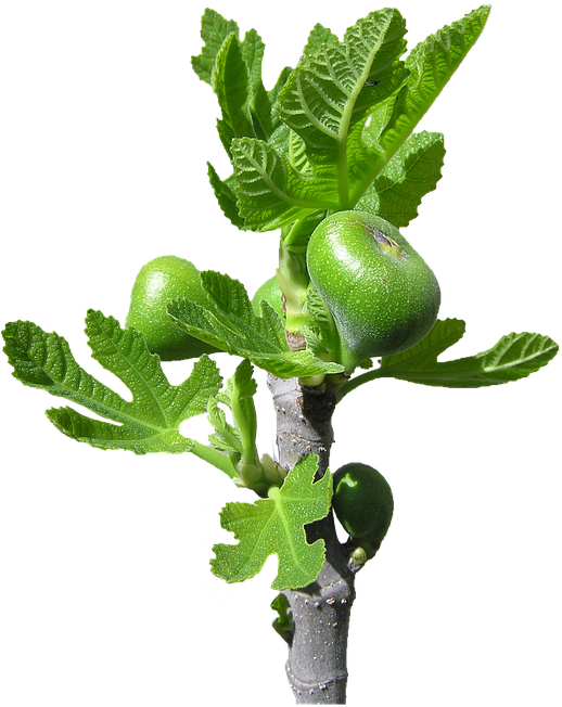 Fig, Buds, Fruit, Tree - Houseplant (539x720)