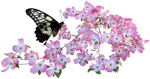 Flowering Dogwood (622x340)