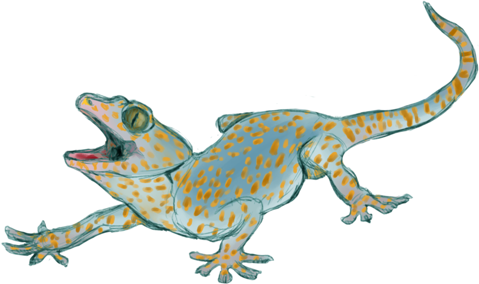Gecko Sketch By Bilatimer - Drawing (1019x784)