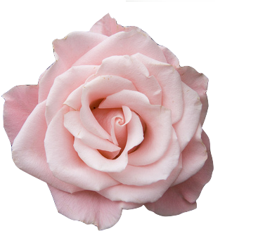 Board, Pink - Pale Rose (500x333)