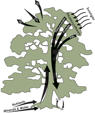 Soil Tree-cycle - Maidenhair Tree (323x385)