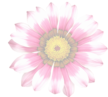 Flowers Translucent (377x340)