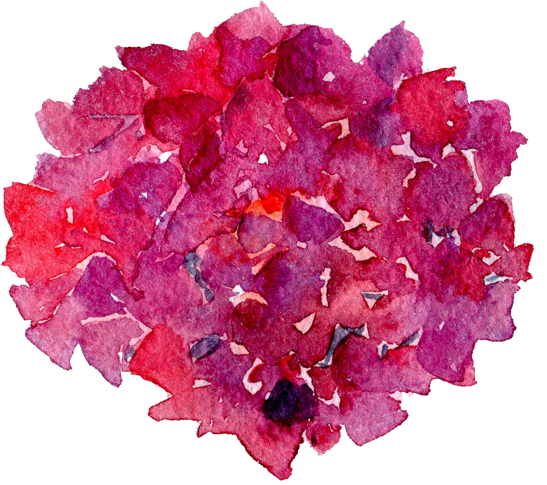French Hydrangea Flower - Flower (1863x1654)