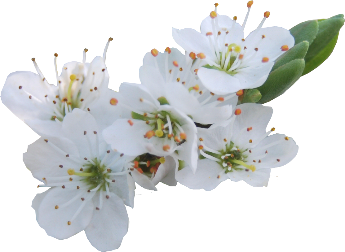   Spring Flowers Transparent Background (1214x904)