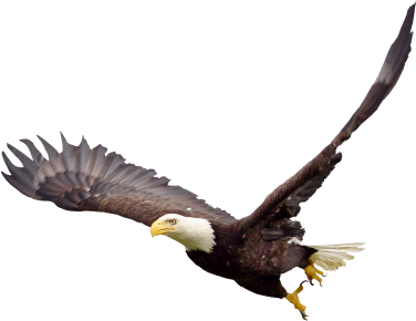 Soaring Eagle Transparent (375x375)