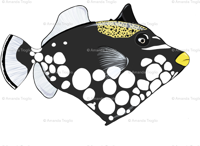 Trunkfish (683x512)