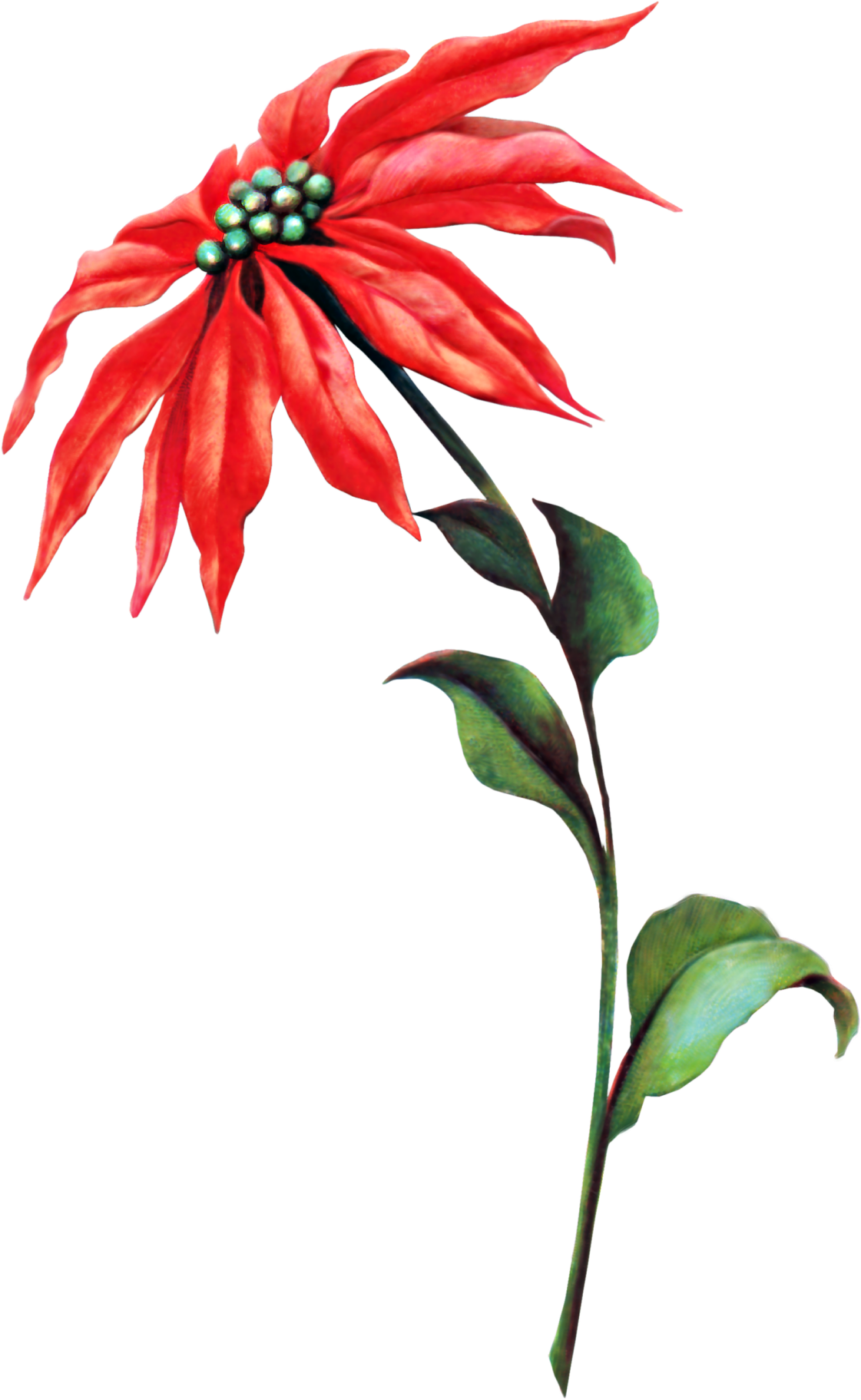 Lobelia (1121x1823)