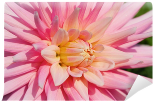 Dahlia (400x400)